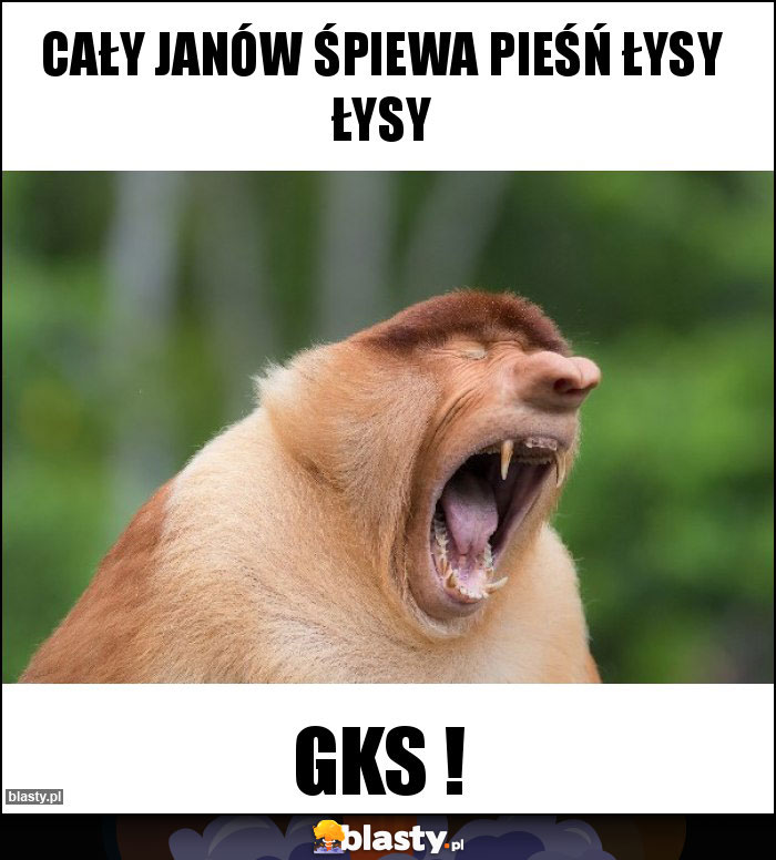 Cały Janów śpiewa pieśń łysy łysy Cały Janów śpiewa pieśń łysy łysy