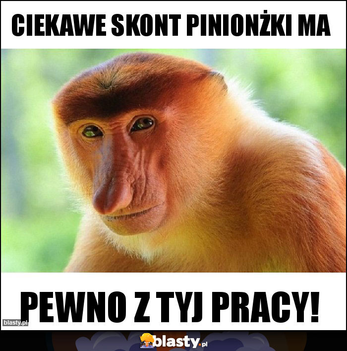 ciekawe skont pinionżki ma ciekawe skont pinionżki ma
