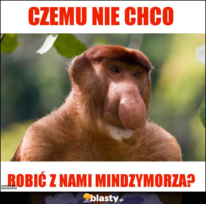 Czemu nie chco Czemu nie chco