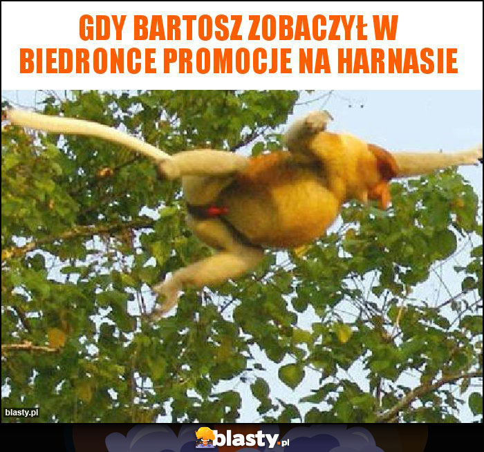 Gdy Bartosz zobaczył w biedronce promocje na harnasie