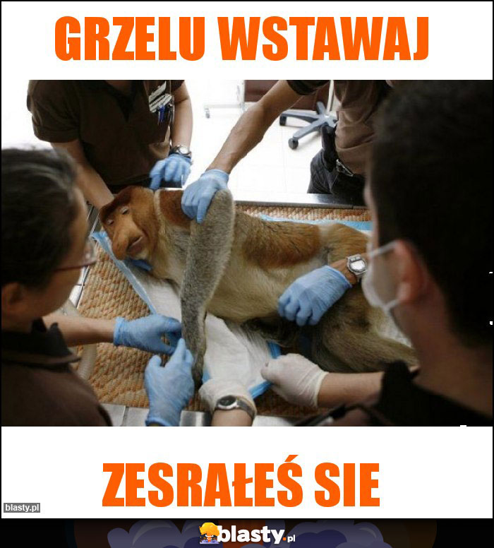 Grzelu wstawaj Grzelu wstawaj