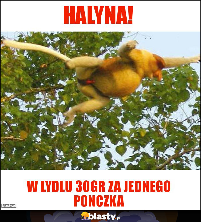 Halyna!