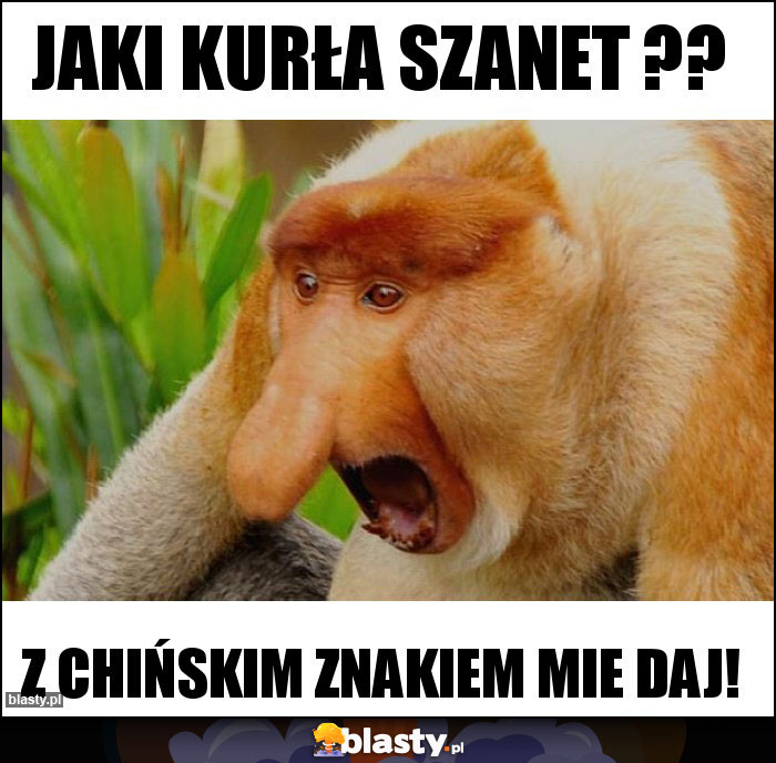 Jaki kurła szanet ?? Jaki kurła szanet ??