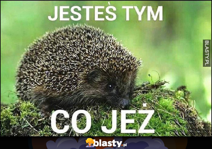 Jesteś tym co jeż jeżyk