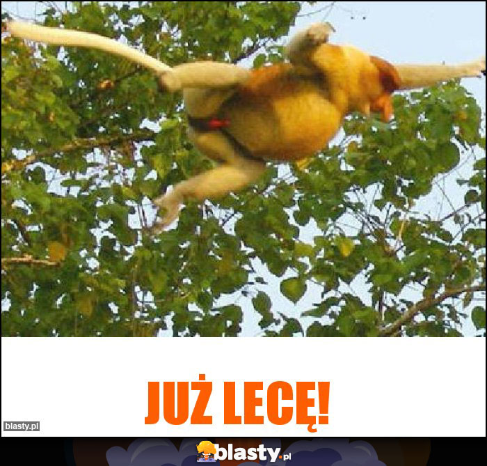 Już lecę!