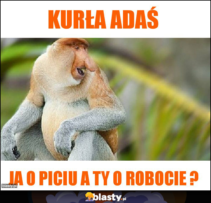 Kurła Adaś Kurła Adaś