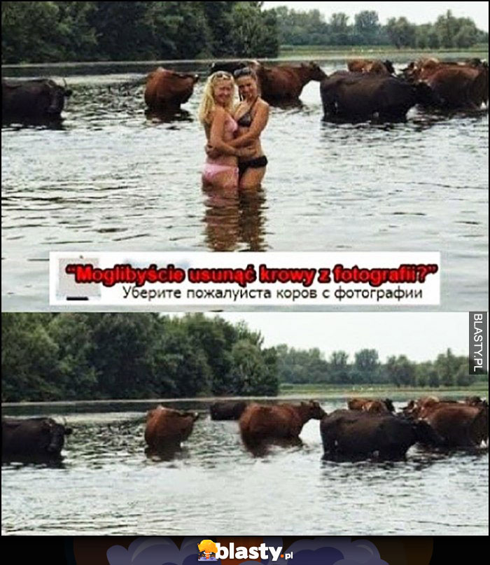 Moglibyście usunąć krowy z fotografii? Usunął laski dziewczyny z pierwszego planu
