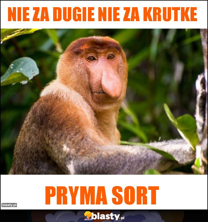 Nie za dugie Nie za krutke Nie za dugie Nie za krutke