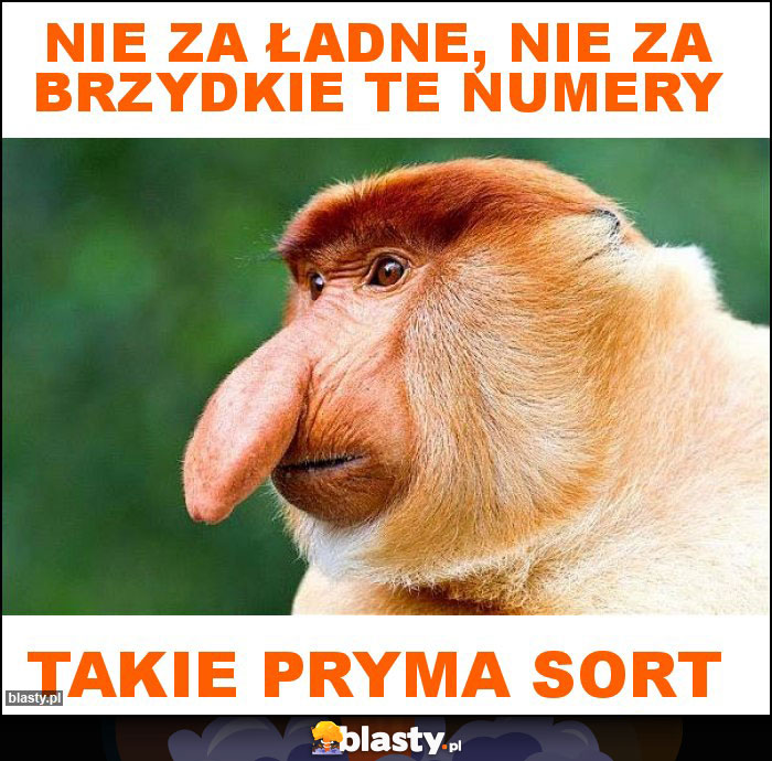 Nie za ładne, nie za brzydkie te numery Nie za ładne, nie za brzydkie te numery