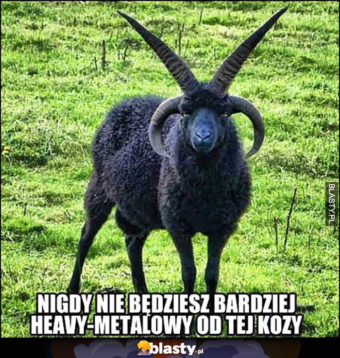 Nigdy nie będziesz bardziej heavymetalowy od tej kozy