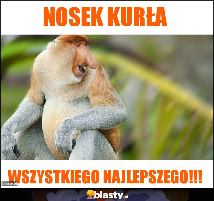 Nosek kurła Nosek kurła