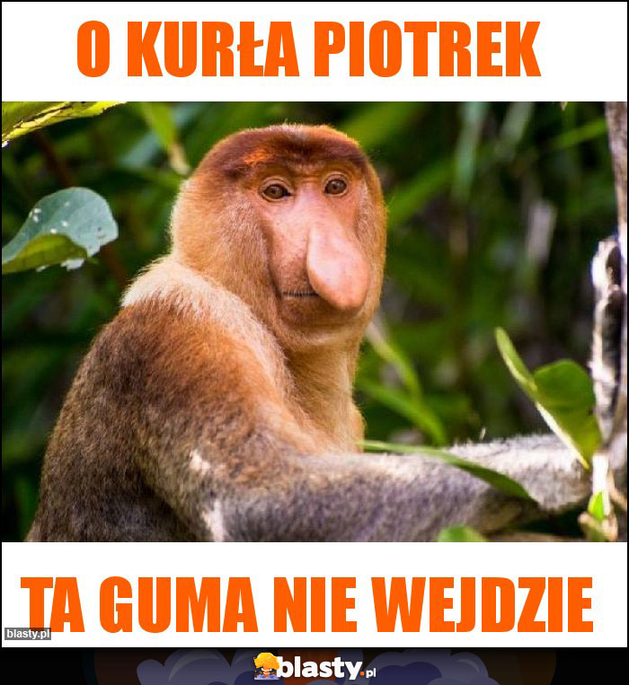 O kurła Piotrek O kurła Piotrek