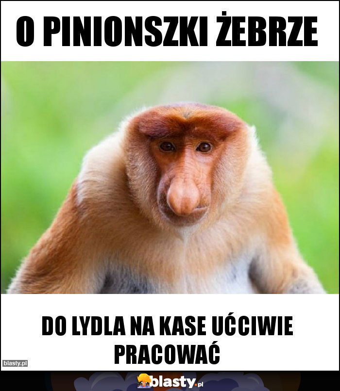 O Pinionszki żebrze O Pinionszki żebrze