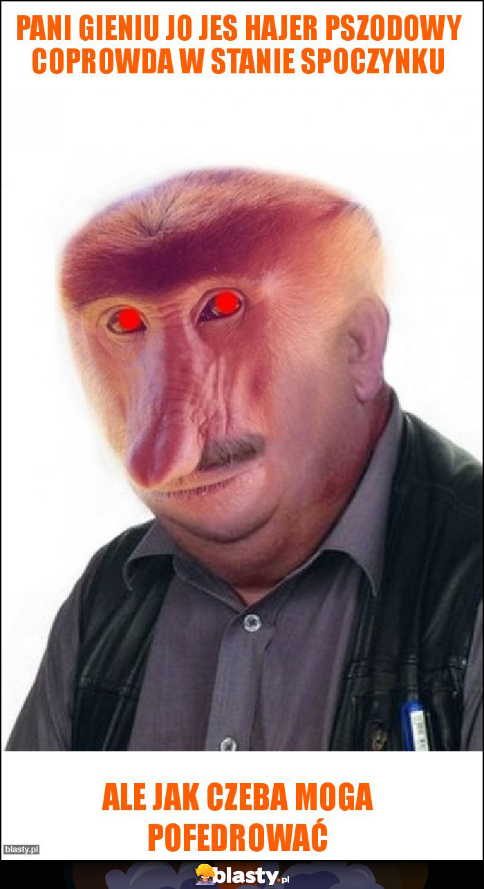 PANI GIENIU JO JES HAJER PSZODOWY COPROWDA W STANIE SPOCZYNKU PANI GIENIU JO JES HAJER PSZODOWY COPROWDA W STANIE SPOCZYNKU