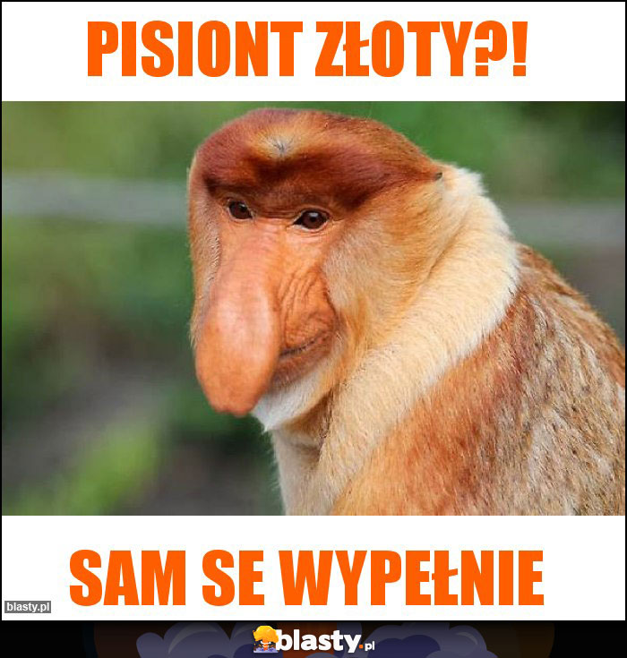 PISIONT ZŁOTY?!