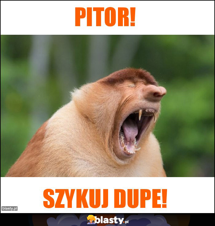pitor!