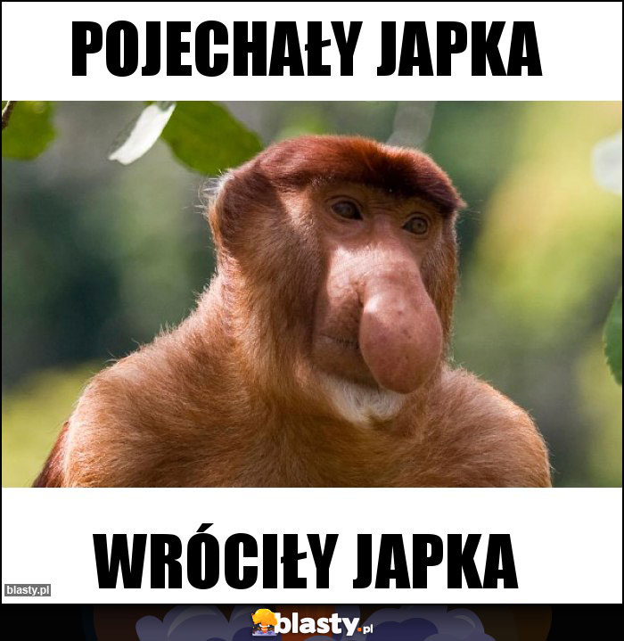Pojechały japka Pojechały japka