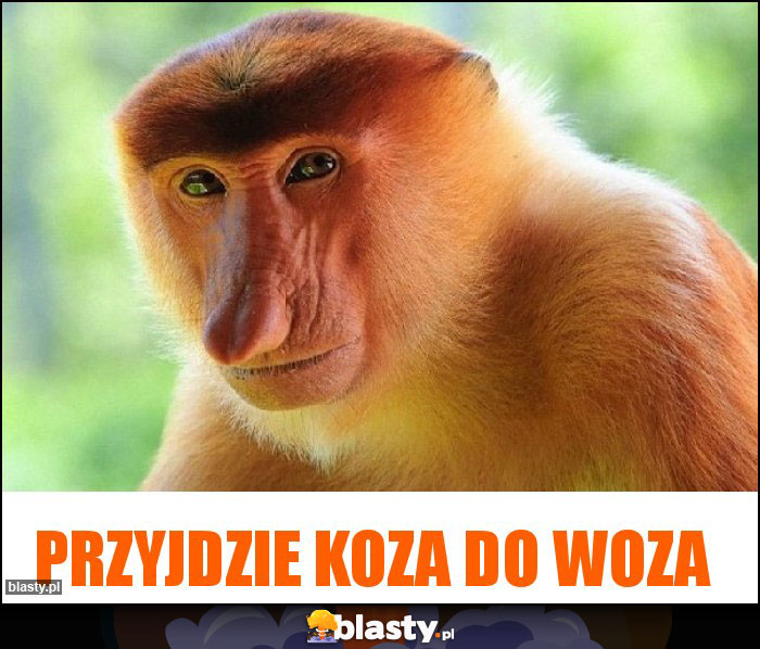 PRZYJDZIE KOZA DO WOZA