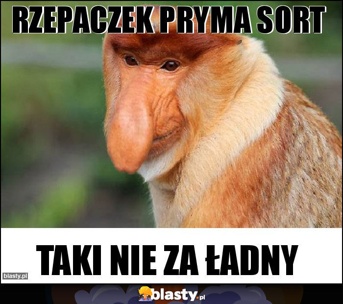Rzepaczek pryma sort Rzepaczek pryma sort