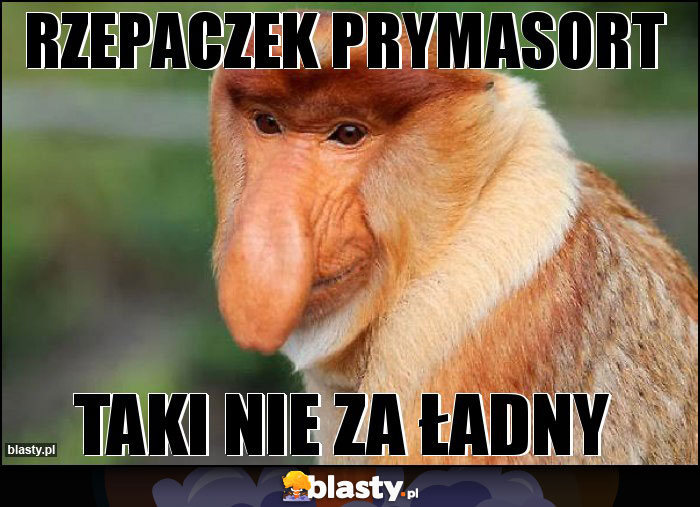 Rzepaczek prymasort Rzepaczek prymasort