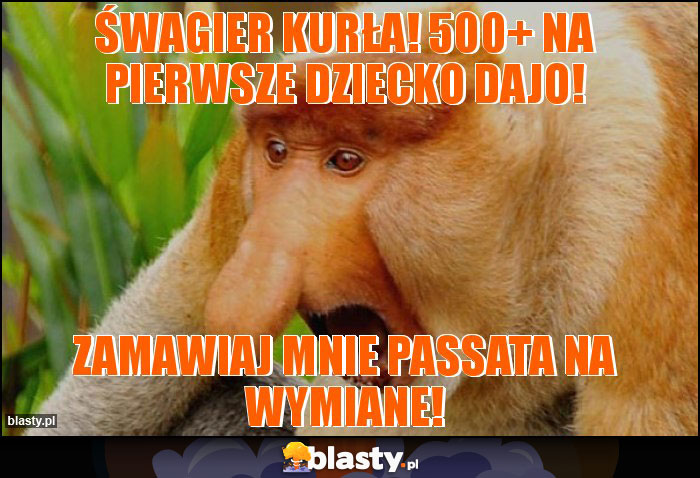 Śwagier kurła! 500+ na pierwsze dziecko dajo! Śwagier kurła! 500+ na pierwsze dziecko dajo!