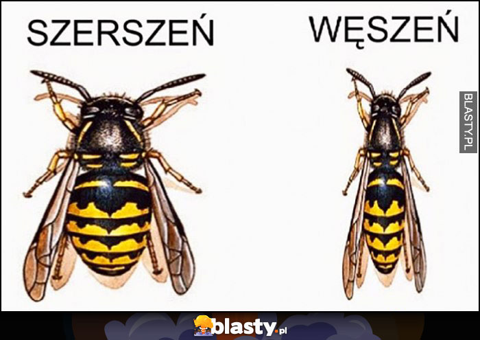 Szerszeń węszeń dosłownie