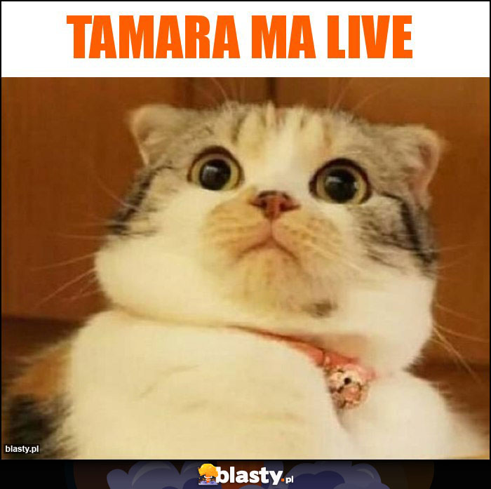 tamara ma live tamara ma live