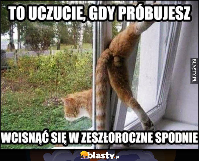 To uczucie gdy próbujesz wcisnąć się w zeszłoroczne spodnie kot przechodzi przez okno