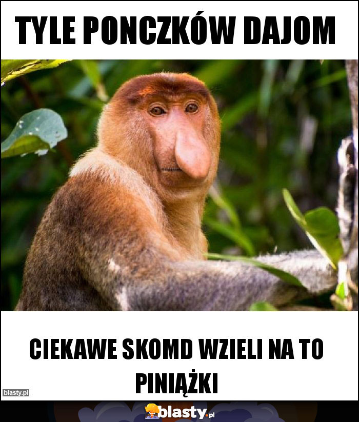 Tyle ponczków dajom Tyle ponczków dajom
