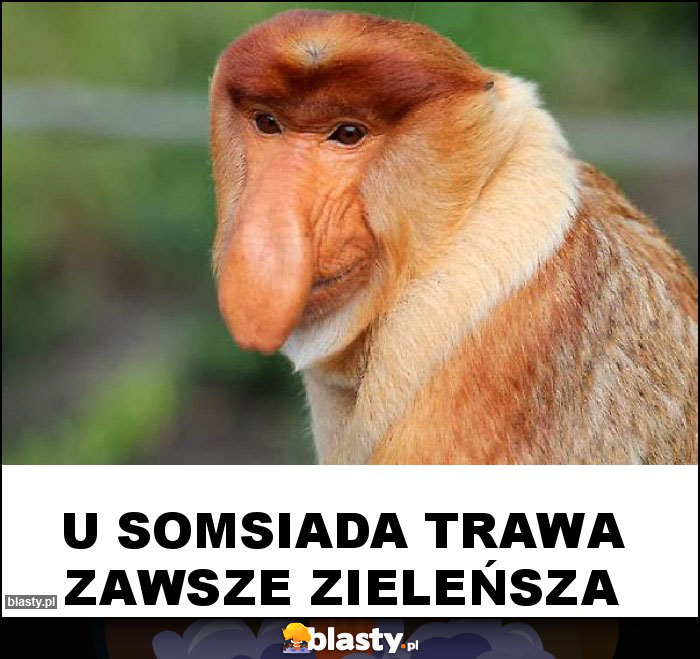 u somsiada trawa zawsze zieleńsza u somsiada trawa zawsze zieleńsza