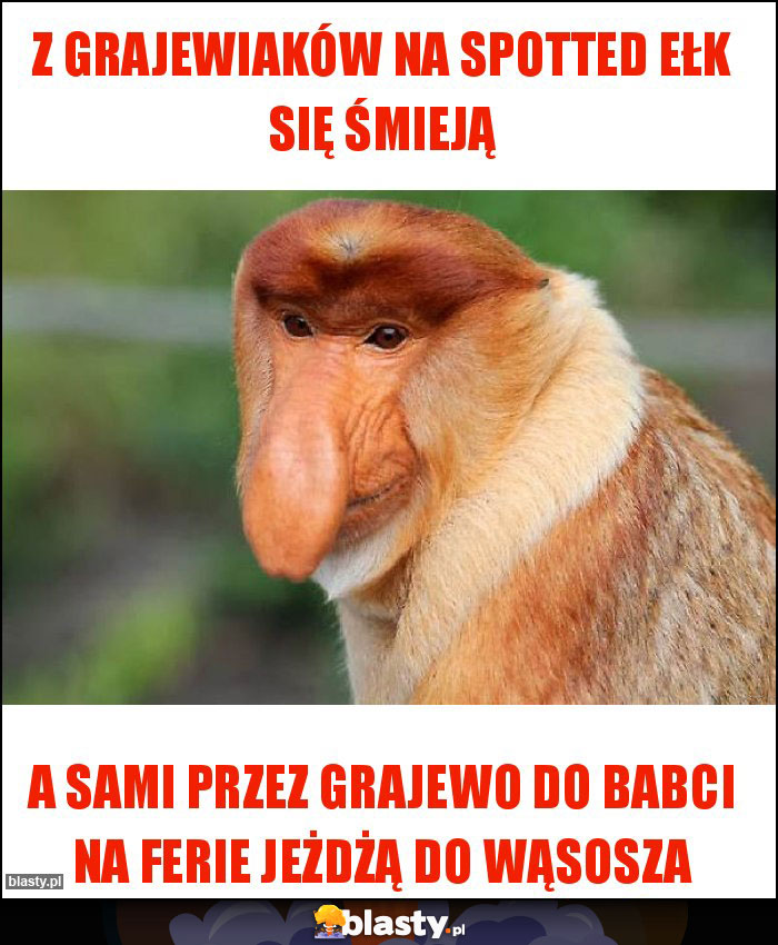 Z Grajewiaków na Spotted Ełk się śmieją