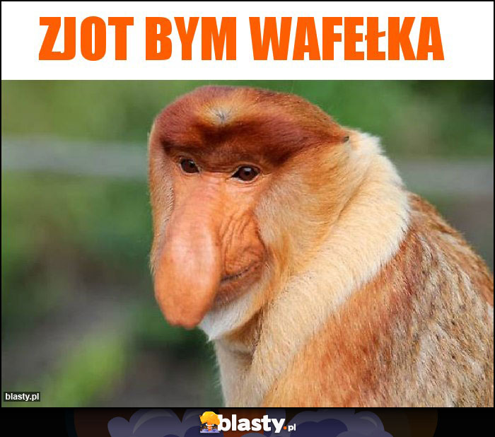 Zjot bym wafełka Zjot bym wafełka