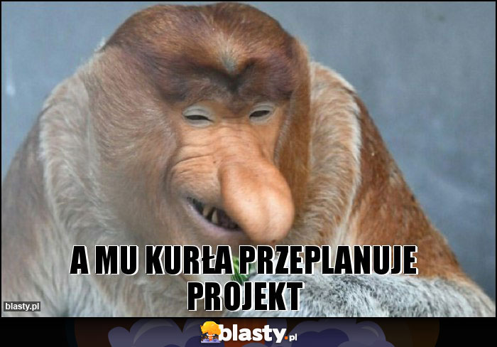 A MU KURŁA PRZEPLANUJE PROJEKT A MU KURŁA PRZEPLANUJE PROJEKT