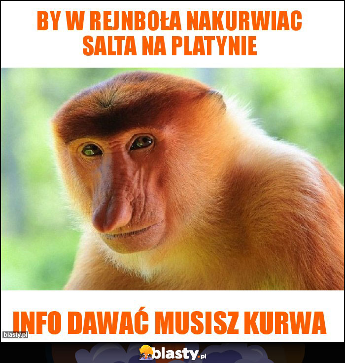 BY W REJNBOŁA NAKURWIAC SALTA NA PLATYNIE BY W REJNBOŁA NAKURWIAC SALTA NA PLATYNIE