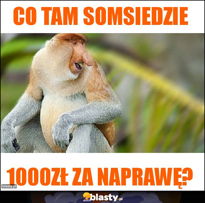 Co tam somsiedzie Co tam somsiedzie