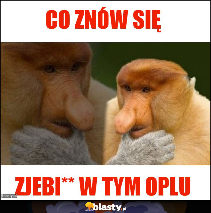 Co znów się Co znów się