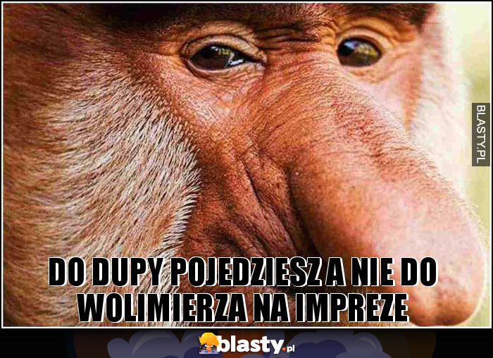 do dupy pojedziesz a nie do wolimierza na impreze do dupy pojedziesz a nie do wolimierza na impreze