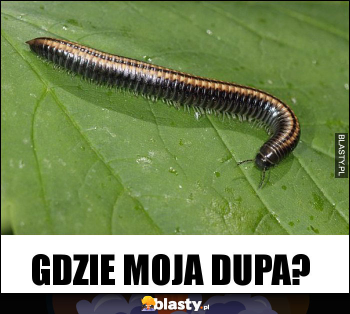 Gdzie moja dupa? Gdzie moja dupa?