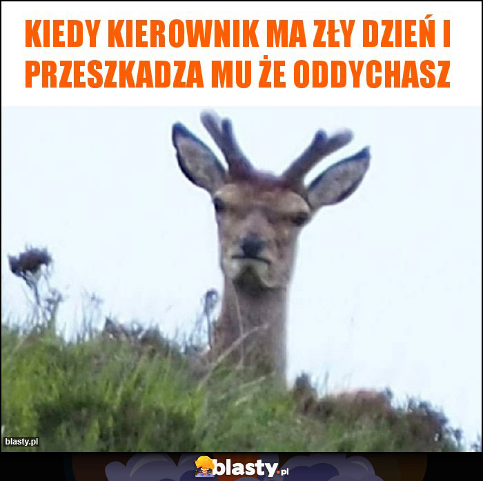 Kiedy kierownik ma zły dzień i przeszkadza mu że oddychasz Kiedy kierownik ma zły dzień i przeszkadza mu że oddychasz