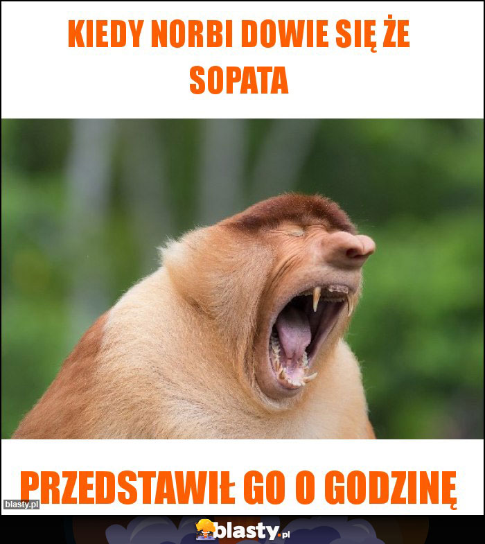 Kiedy Norbi dowie się że sopata Kiedy Norbi dowie się że sopata