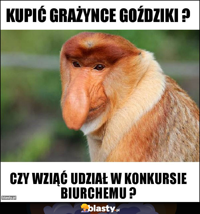 kupić grażynce goździki ? kupić grażynce goździki ?