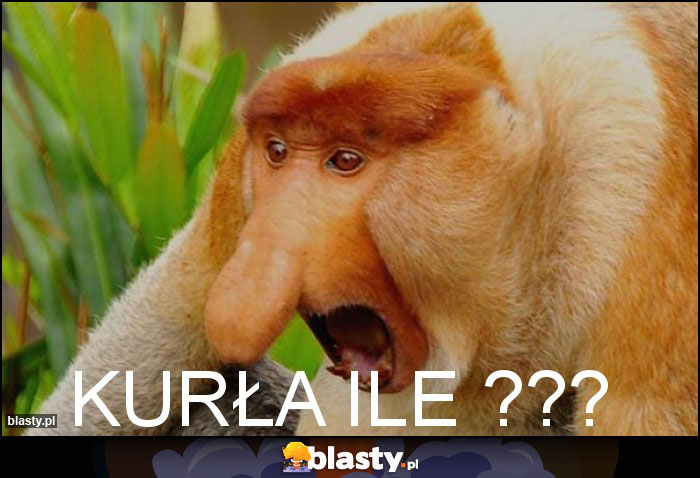 Kurła ile ??? Kurła ile ???