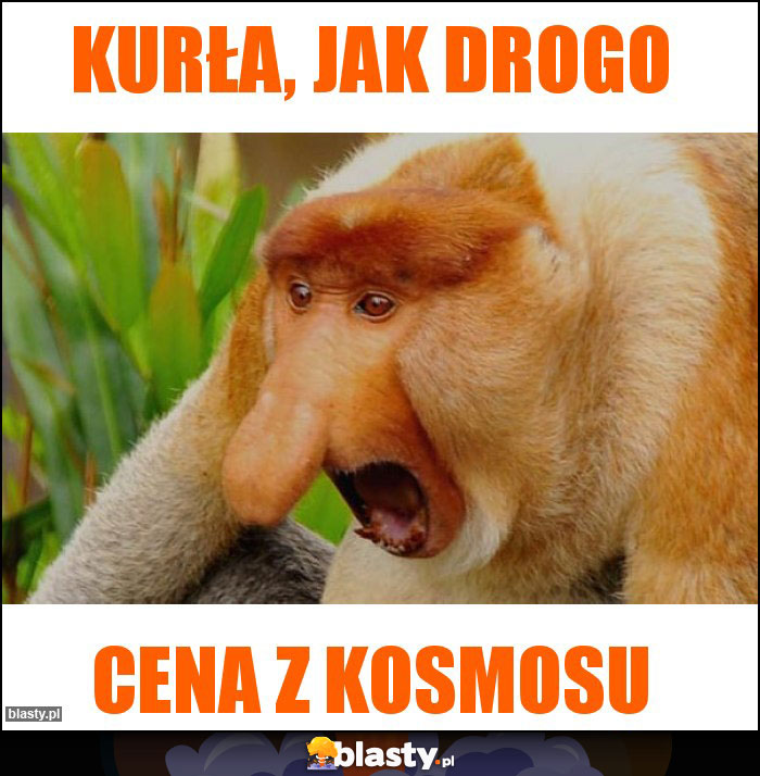 KURŁA, JAK DROGO KURŁA, JAK DROGO