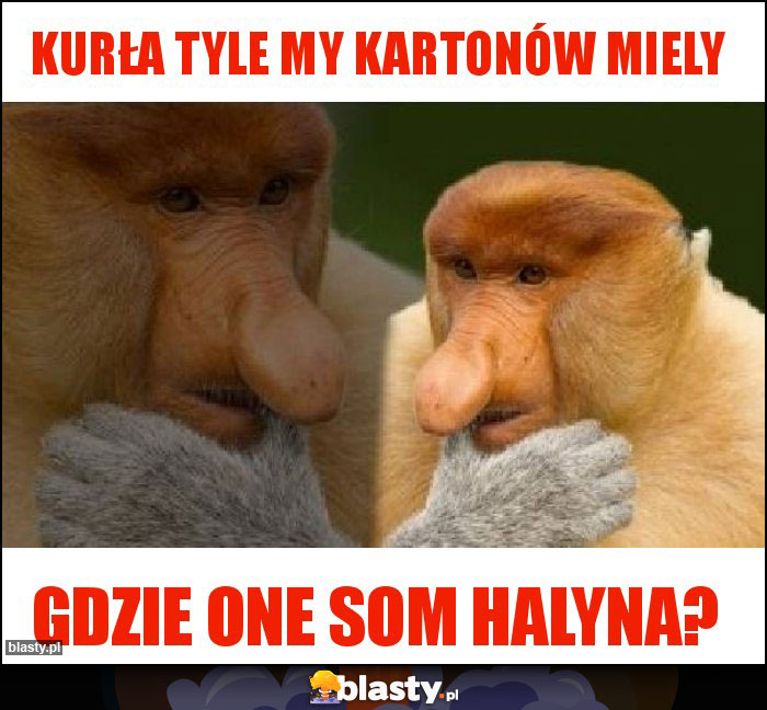 kurła tyle my kartonów miely kurła tyle my kartonów miely