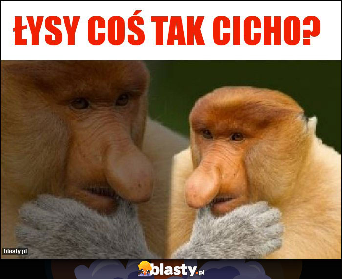 Łysy coś tak cicho? Łysy coś tak cicho?