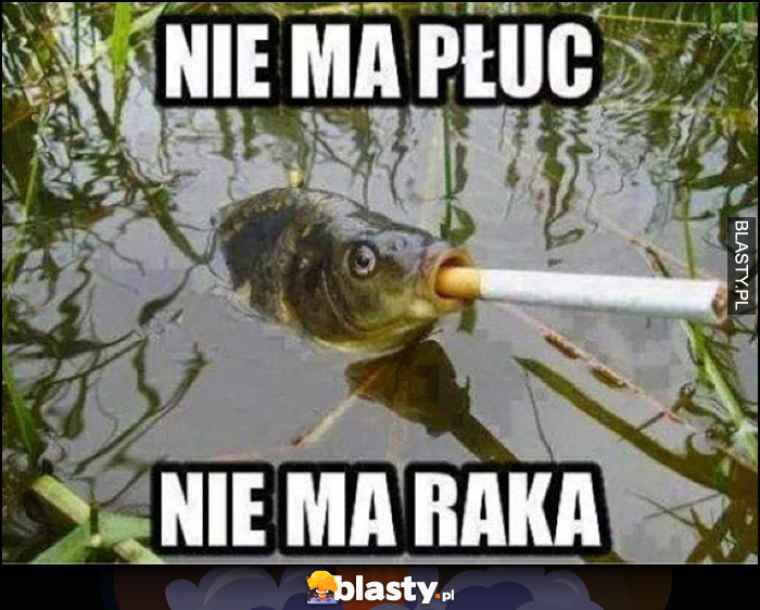 Nie ma płuc, nie ma raka ryba z papierosem