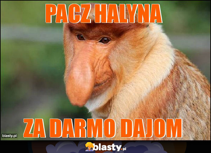 pACZ HALYNA