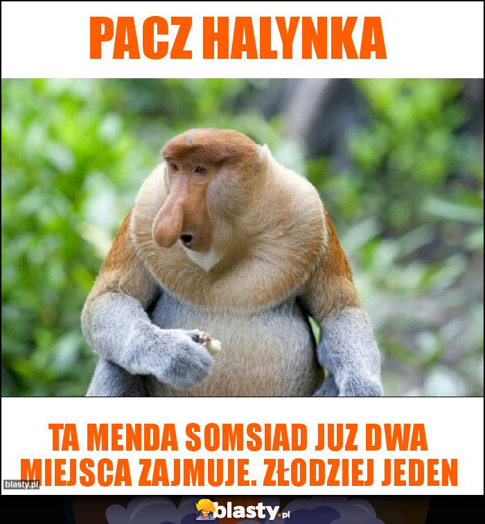 Pacz halynka Pacz halynka
