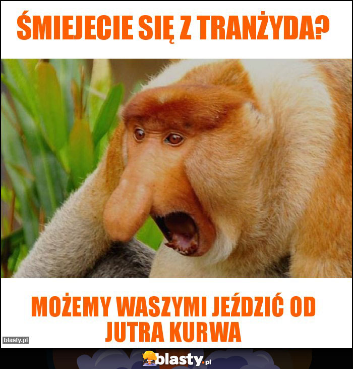Śmiejecie się z tranżyda? Śmiejecie się z tranżyda?