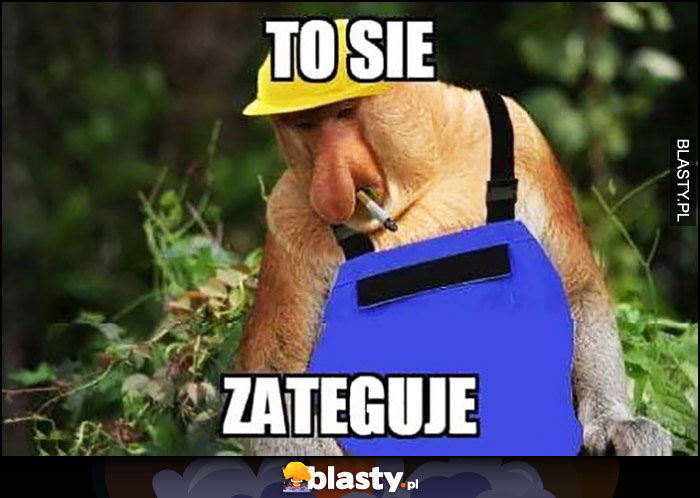 To się zateguje majster remontowiec małpa nosacz